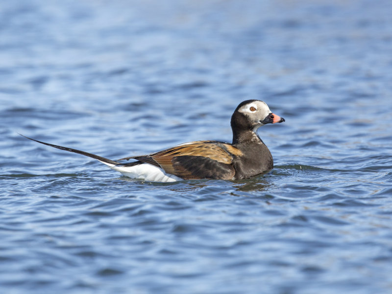 Long-tailed Duck     Iceland