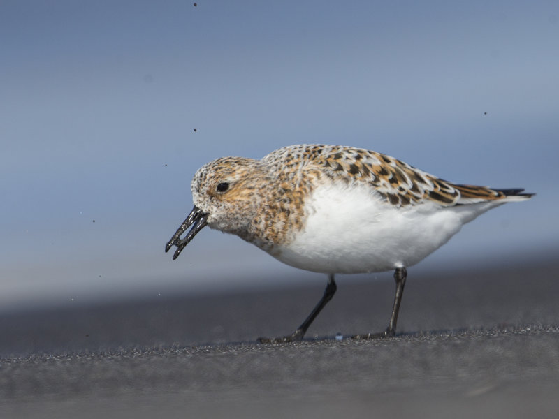 Sanderling     Iceland