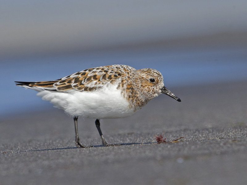 Sanderling     Iceland