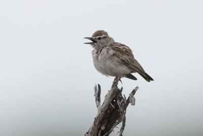 Lark,Sabota
