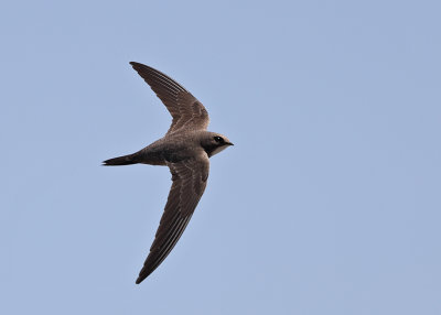 Alpine Swift     Spain