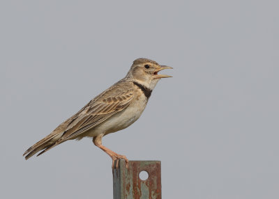 Calandra Lark   Spain