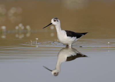 Black-winged Stilt   Spain