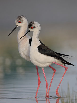 Black-winged Stilt   Spain