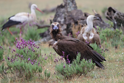 Cinereous (Black) Vulture        Spain