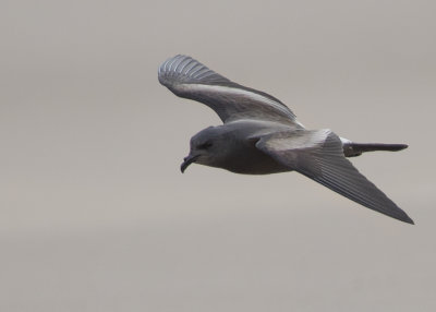 Leachs Storm Petrel   England