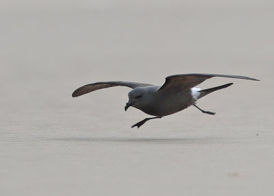 Leachs Storm Petrel   England