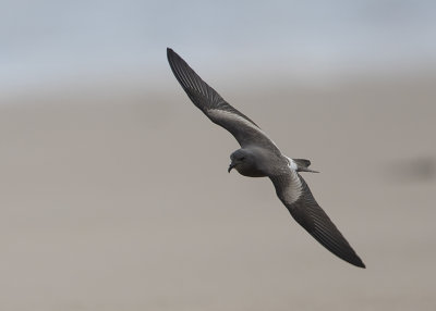 Leachs Storm Petrel   England