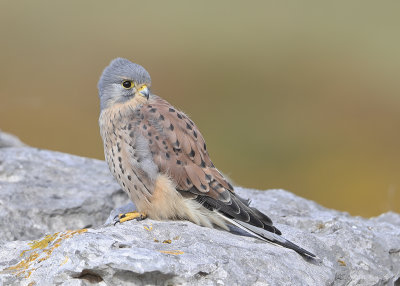 Kestrel,Common