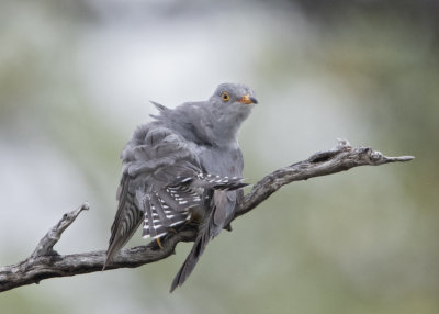 Cuckoo, African