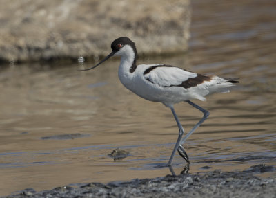 Avocet, Pied