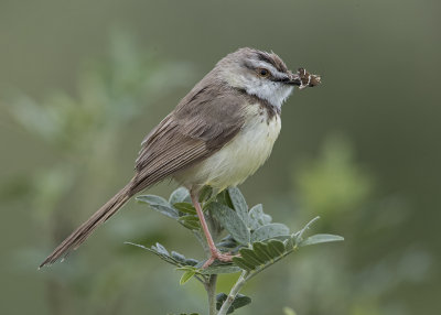 Prinia,Black-chested 