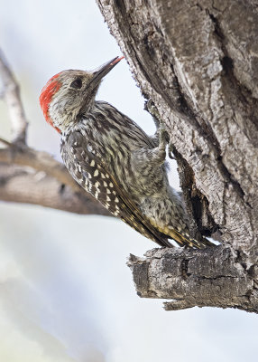 Woodpecker,Cardinal