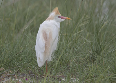 Egret, Western Cattle