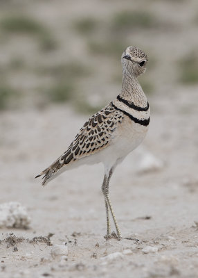 Courser,Double-banded 