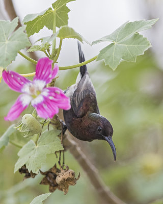 Sunbird,Dusky