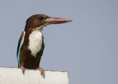 Kingfisher,White-throated