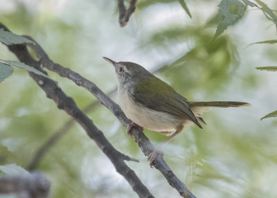 Common Tailorbird   India