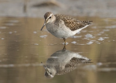 Sandpiper,Wood 