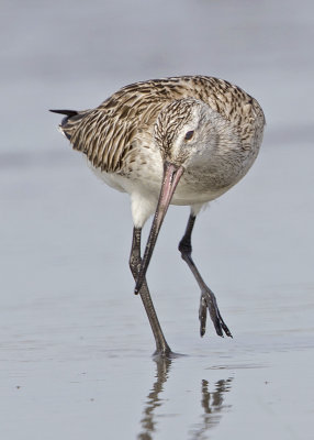 Godwit,Bar-tailed