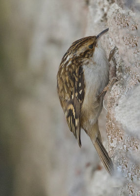 Treecreeper   Wales