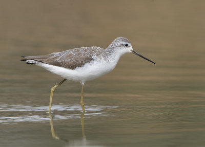 Sandpiper,Marsh