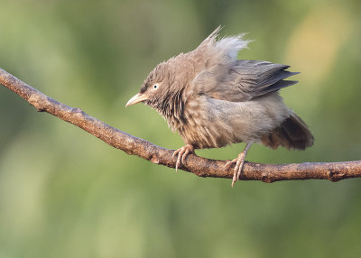 Jungle Babbler    Goa, India