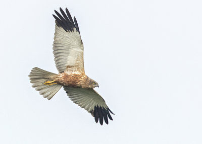 Marsh Harrier  Goa