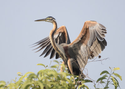 Heron,Purple
