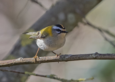 Firecrest   Wales