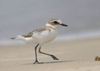 Kentish Plover  Goa