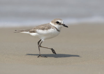 Plover,Kentish