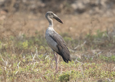 Asian Openbill Stork     India