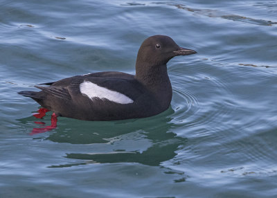 Guillemot,Black