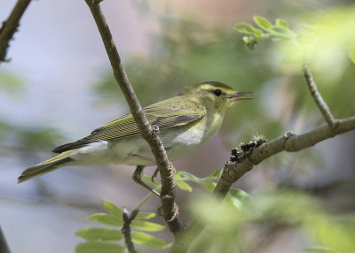 Wood Warbler    Estonia