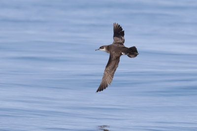 Manx Shearwater  Wales