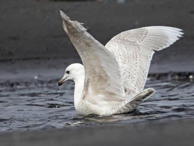 Iceland Gull     Iceland