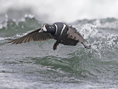 Duck,Harlequin 