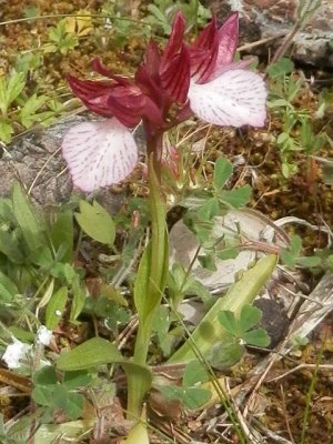 Orchis papilionacea ssp. heroica