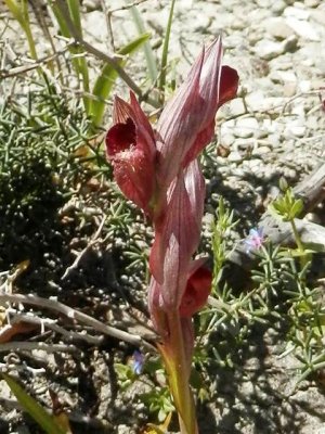 Serapias orientalis ssp. carica