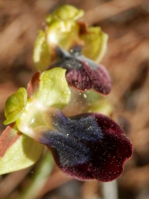 Ophrys iricolor