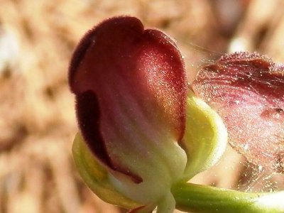 Ophrys iricolor