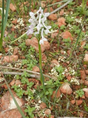 Anacamptis longicornu ssp. albiflora