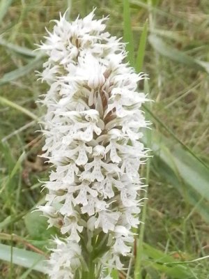 Orchis conica ssp. albiflora