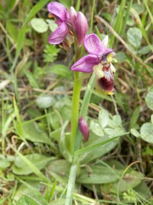 Ophrys tenthredinifera