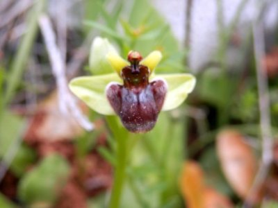 Ophrys bombyliflora