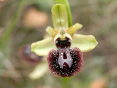 Ophrys incubacea, Zwarte Spinnenophrys