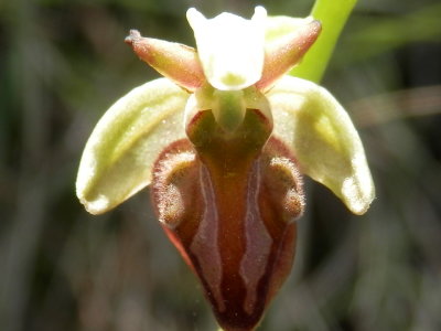 Ophrys mammosa - Ophrys herae