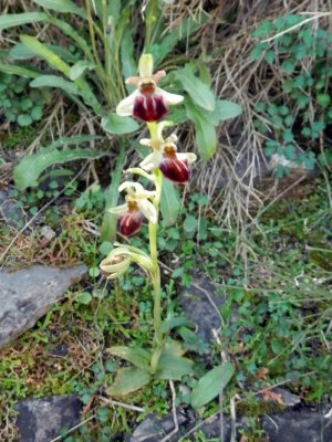 Ophrys herae