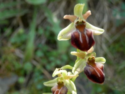 Ophrys mammosa - Ophrys herae